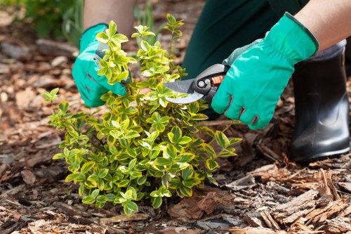 Tree surgeon providing a transparent quote for work in Stratford