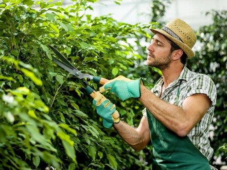 Tree surgeon wearing PPE during a safe tree care operation