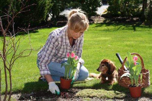 Free quote discussion for tree surgery services in Stratford